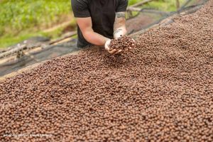 donación de federación nacional de cafeteros, solicitar donación, grano de café, Más Colombia