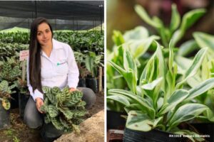 Plantas ornamentales, Rocío Muñoz, Plantaciones Florverde, Más Colombia