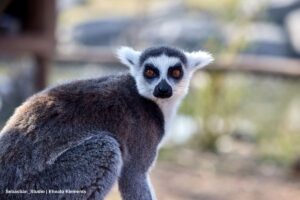 Zoológicos, lémur, parques de conservación, Más Colombia