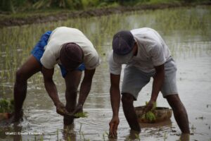 precio del arroz, arroceros, campesinos, Más Colombia