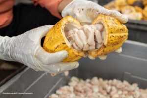 cacao, cacao en crisis, precio del cacao, Más Colombia