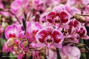 orquídeas, especies en vía de extinción, Más Colombia