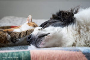 alimentos para mascotas, perro y gato enfermos, Más Colombia