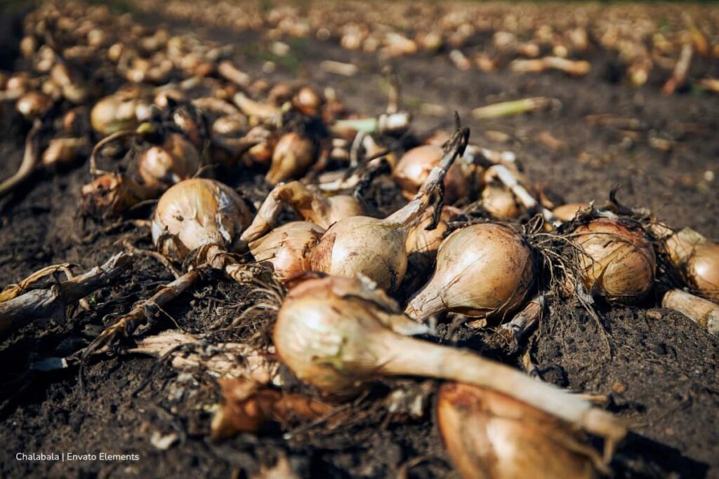Nuevos acuerdos impulsan sector cebollero en Colombia 3 Sector cebollero en Colombia, cebolla cabezona, cultivo de cebolla, Más Colombia