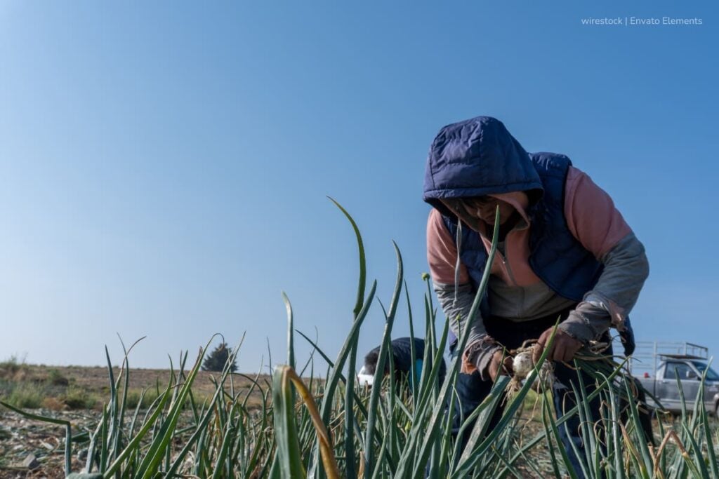 Nuevos acuerdos impulsan sector cebollero en Colombia 2 Sector cebollero, cultivo de cebolla, campesino, Más Colombia