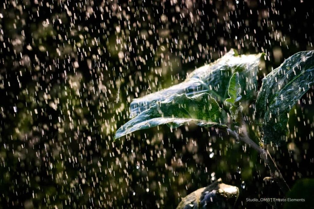 How to protect wildlife during the rainy season? 3 rainy season, wildlife, plant under the rain, Más Colombia