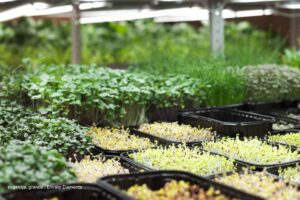 Balance sector de semillas en Colombia, Más Colombia