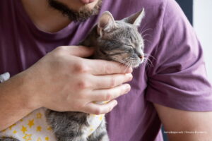 esterilización gratuita en Bogotá, gato castrado, Más Colombia