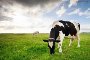 exportaciones de lácteos, una vaca comiendo, Más Colombia