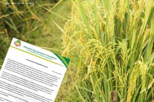 industria arrocera en Colombia, cultivo de arroz y comunicado, Más Colombia