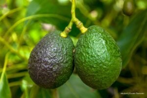 producción de aguacate, dos aguacates en árbol, Más Colombia