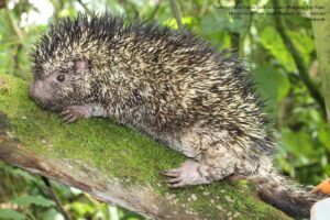 especie endémica, nueva especie de puercoespín, Más Colombia
