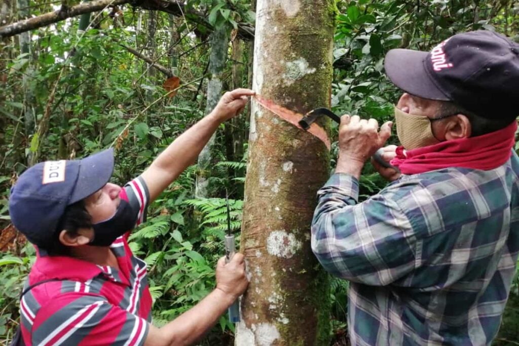 El renacer del caucho natural en Colombia: de la vorágine a la prosperidad 2 Caucho natural, Más Colombia