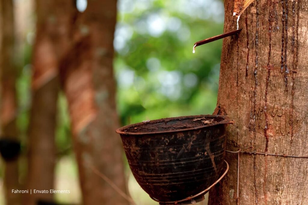 El renacer del caucho natural en Colombia: de la vorágine a la prosperidad 4 Caucho natural, Más Colombia