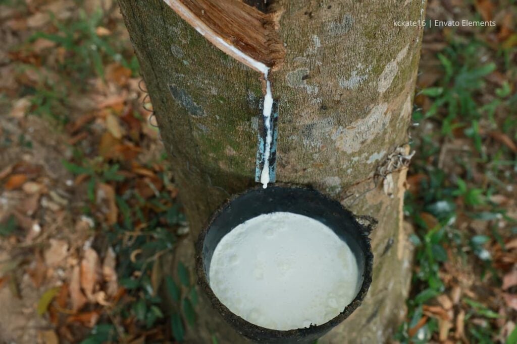 El renacer del caucho natural en Colombia: de la vorágine a la prosperidad 3 Caucho natural, Más Colombia