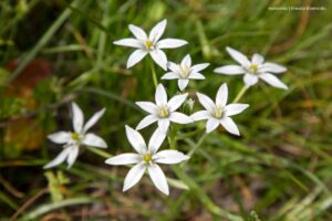 reproducción de las plantas, Reproducción de las plantas en su entorno natural, Más Colombia