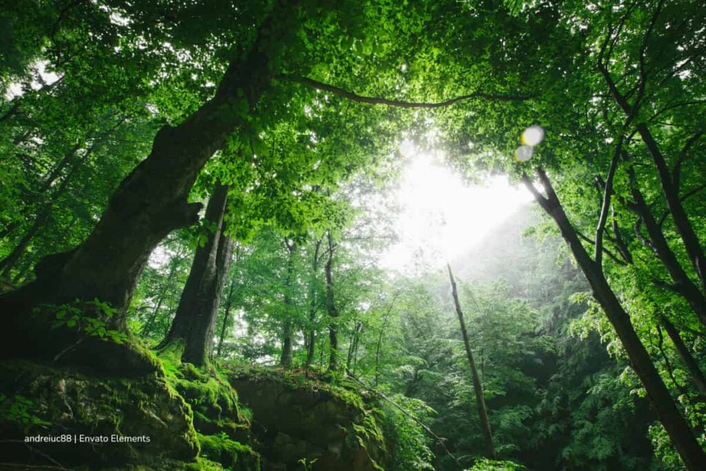 Alarmante panorama en el Día Internacional de los Bosques: sequías, talas e incendios en aumento 3 Día Internacional de los Bosques, bosque tupido, Más Colombia