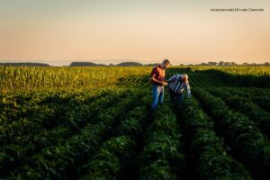 agricultura en Colombia, campo de cultivo, Más Colombia