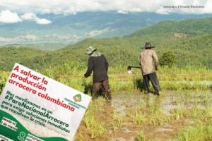 Paro de arroceros 2025, campesinos, cultivo de arroz, Dignidad Agropecuaria, Más Colombia