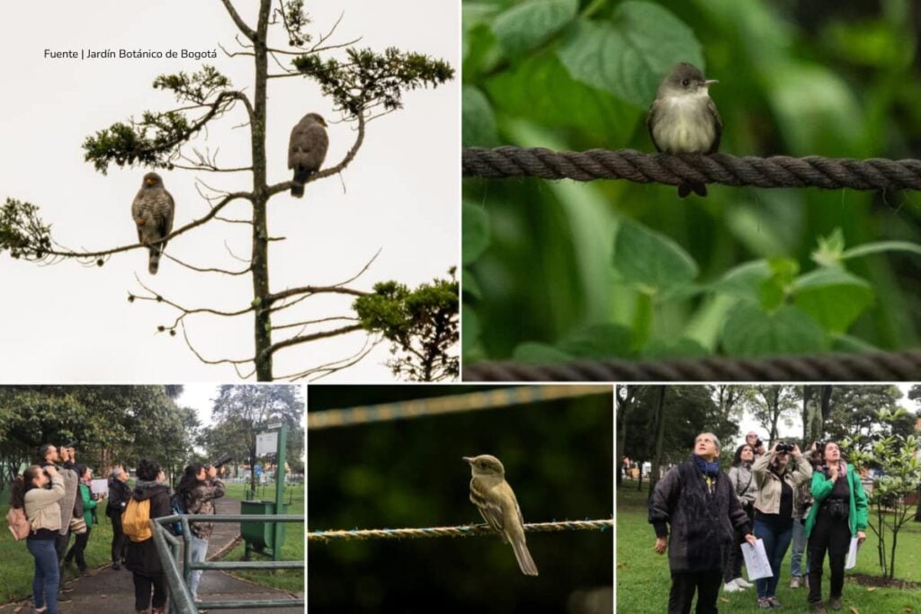 Jardín Botánico transforma el entorno del Observatorio Astronómico en Bogotá con más de 1.400 plantas 2 Observatorio Astronómico en Bogotá, aves del observatorio, Más Colombia