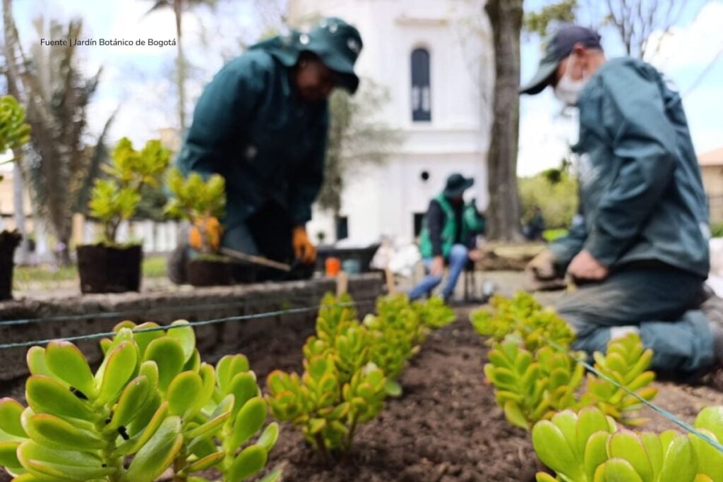 Jardín Botánico transforma el entorno del Observatorio Astronómico en Bogotá con más de 1.400 plantas 4 Observatorio Astronómico en Bogotá, jardineros, Más Colombia