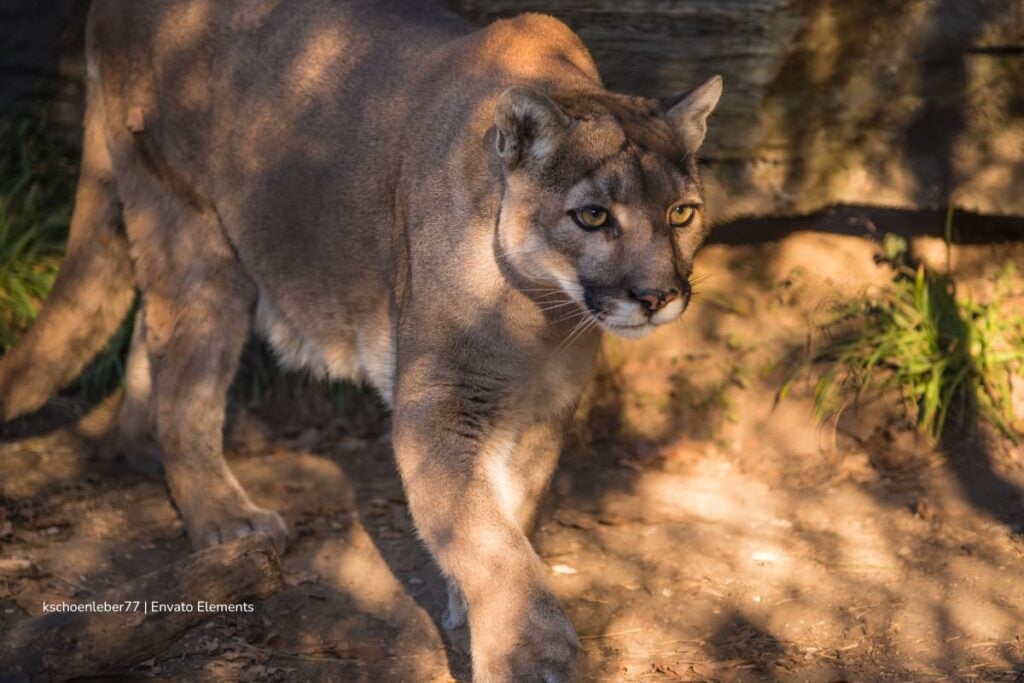Puma visto en zona rural del Oriente antioqueño: autoridades emiten alertas y recomendaciones 2 puma visto en zona rural, felino caminando, Más Colombia