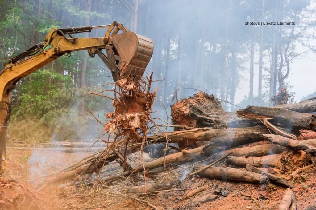 Día Internacional de la Biodiversidad: lo que no se dice sobre la deforestación en Colombia 3 Día Internacional de la Biodiversidad, tala de árboles, Más Colombia