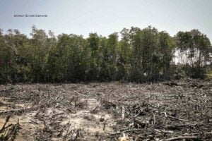 Día Internacional de la Biodiversidad, deforestación en la Amazonía, Más Colombia