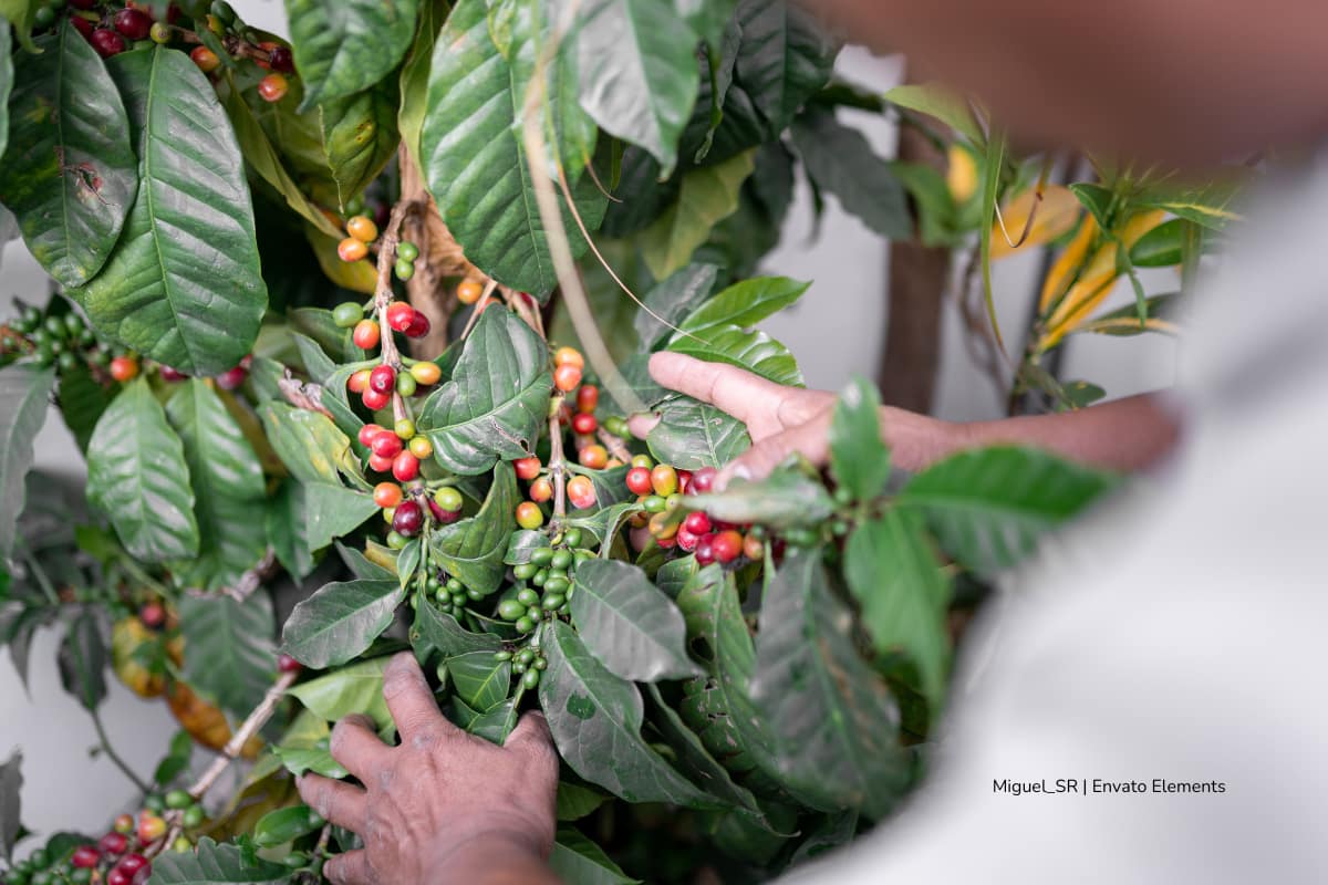 Crisis climática y comercial agrava la situación en el sector del café en Colombia 1 sector del café, bultos de café, Más Colombia