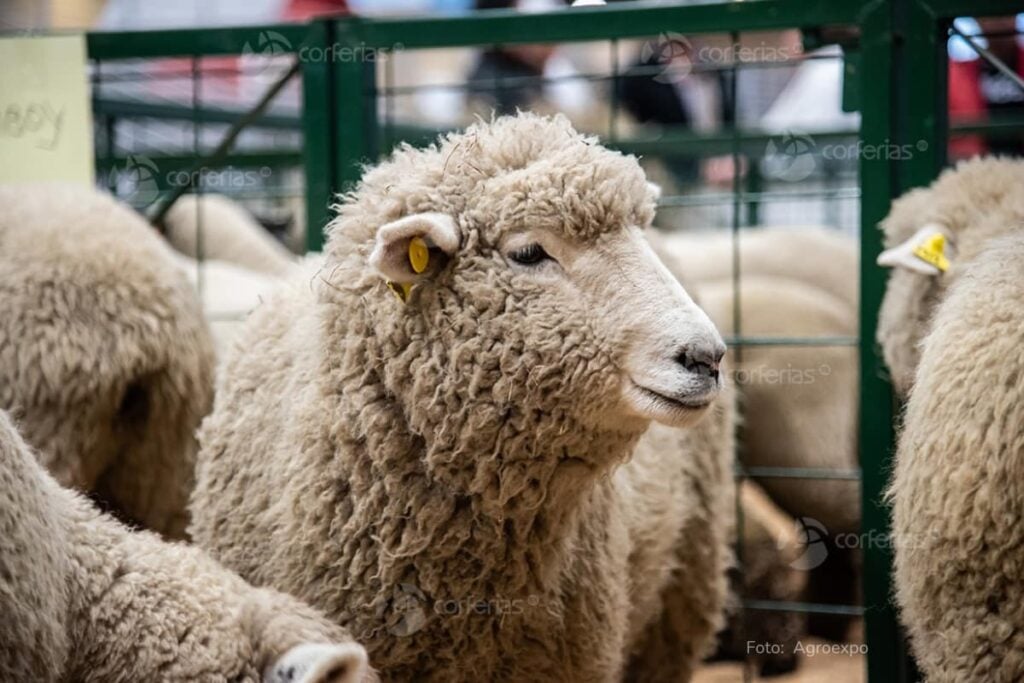 Llega Agroexpo 2025 a Corferias (Bogotá): fechas, horarios y boletería 4 agroexpo 2025, oveja, animales, más colombia