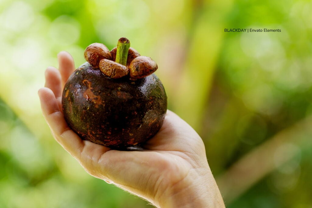 La cáscara del mangostino podría ser un potencial prebiótico, según investigación colombiana 2 cáscara del mangostino, persona sosteniendo un mangostino en la mano, Más Colombia