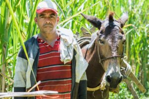 población campesina, población campesina en Colombia, población campesina 2024, ECV 2024, Encuesta Nacional de Calidad de Vida 2024, Encuesta Nacional de Calidad de Vida (ECV) 2024, tenencia de vivienda campesinado colombia, campesinado colombia, campesinos vivienda colombia, campesino colombiano, burro, más colombia
