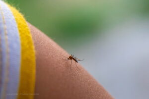 fiebre amarilla, fiebre amarilla colombia, fiebre amarilla en colombia, fiebre amarilla 2025, fiebre amarilla crisis climática, fiebre amarilla conflicto armado, niño, mosquito, más colombia