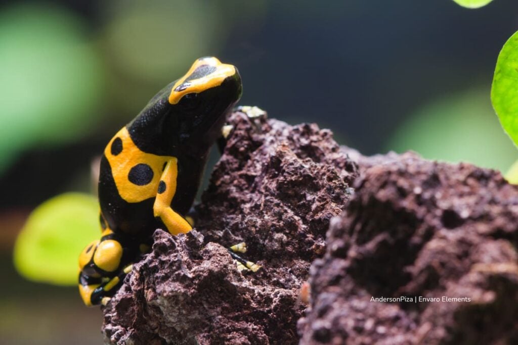 sapo venenoso, sapo sobre una roca, Más Colombia