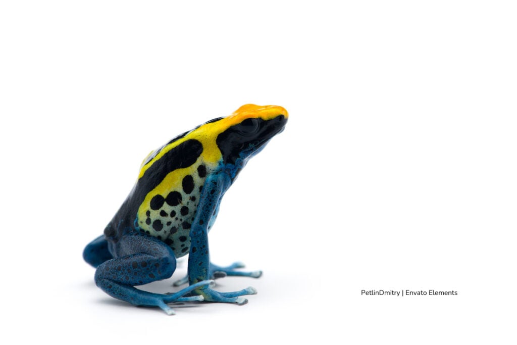 sapo venenoso, sapo metalizado, Más Colombia