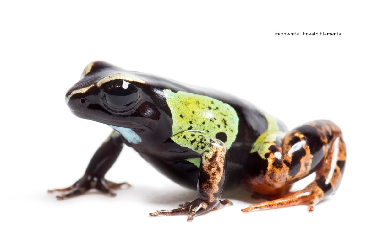 sapo venenoso, sapo de colores, Más Colombia
