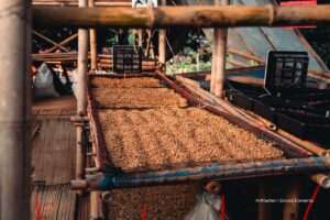 secado del café, café secándose de manera convencional, Más Colombia
