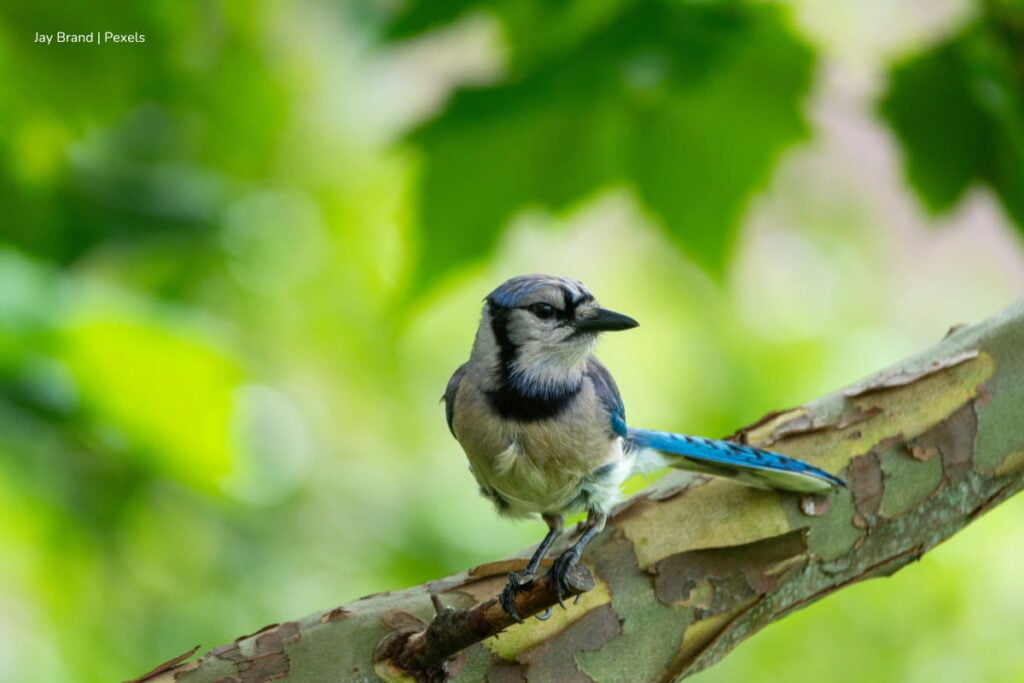 Para combatir maltrato animal, Colombia tiene nuevo Sistema Nacional de Protección y Bienestar Animal 3 Sistema Nacional de Protección y Bienestar Animal, sistema de protección animal en Colombia, Decreto 0810 busca garantizar el bienestar de los animales en el país, Más Colombia