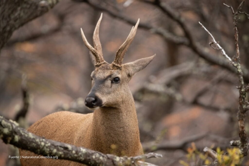 especie en peligro de extinción, huemul, Especie en peligro de extinción y ciervo que habita más al sur del mundo, Más Colombia
