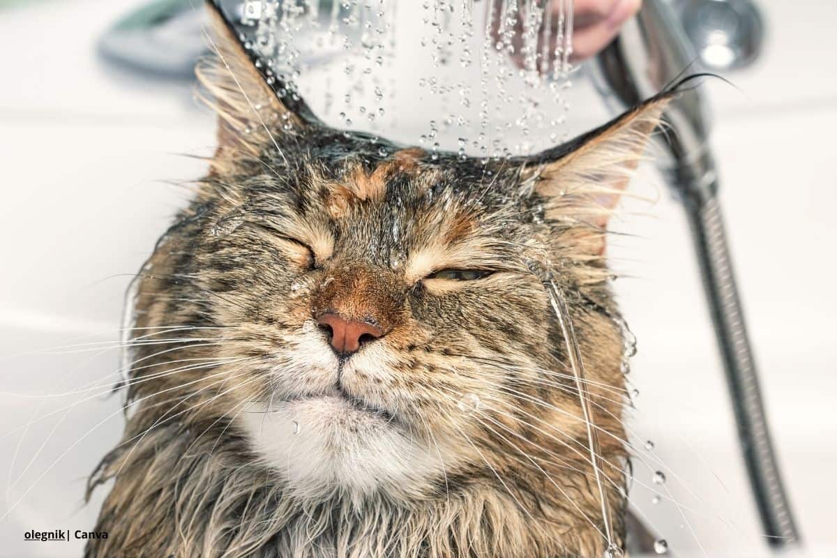 Gato siendo bañado en casa. Bañar un gato