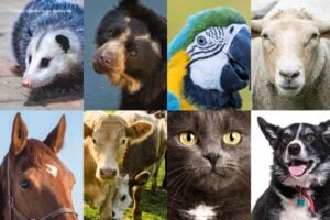 Sistema Nacional de Protección y Bienestar Animal, sistema de protección animal en Colombia, animales vulnerables en manos de seres humanos, Más Colombia