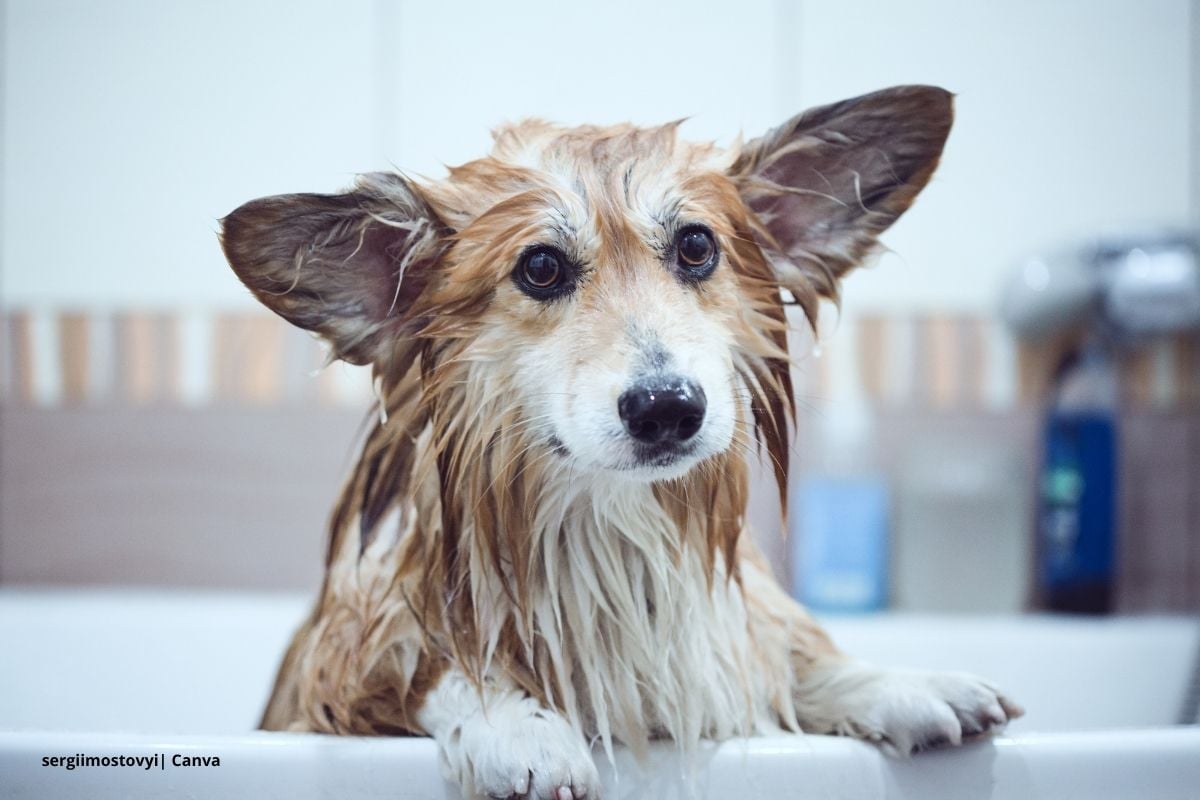 Bañar un perro en casa: una guía completa para un baño seguro y placentero 1 Perro siendo bañado en tina, Bañar un perro
