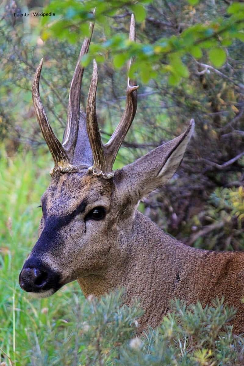 especie en peligro de extinción, huemul, avistamiento de la especie en remota zona austral, Más Colombia