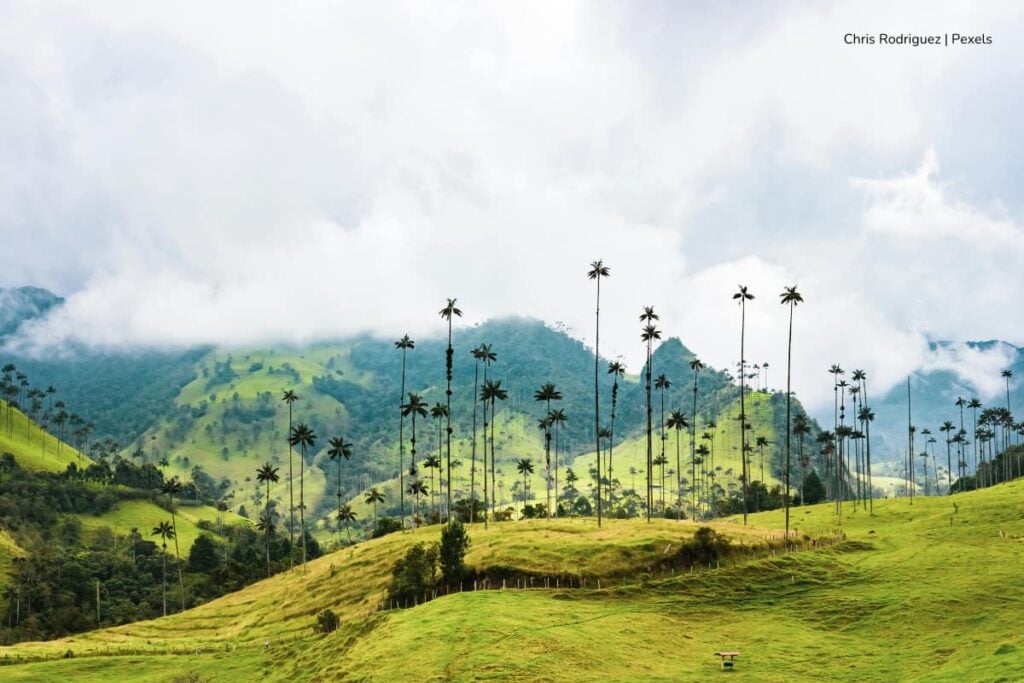 Viajar por el Eje Cafetero en bus: una forma barata y cómoda de visitar tesoros naturales y culturales 4 Eje Cafetero, zona cafetera, planes en el Eje Cafetero, eje cafetero turismo, Valle del Cocora, Más Colombia