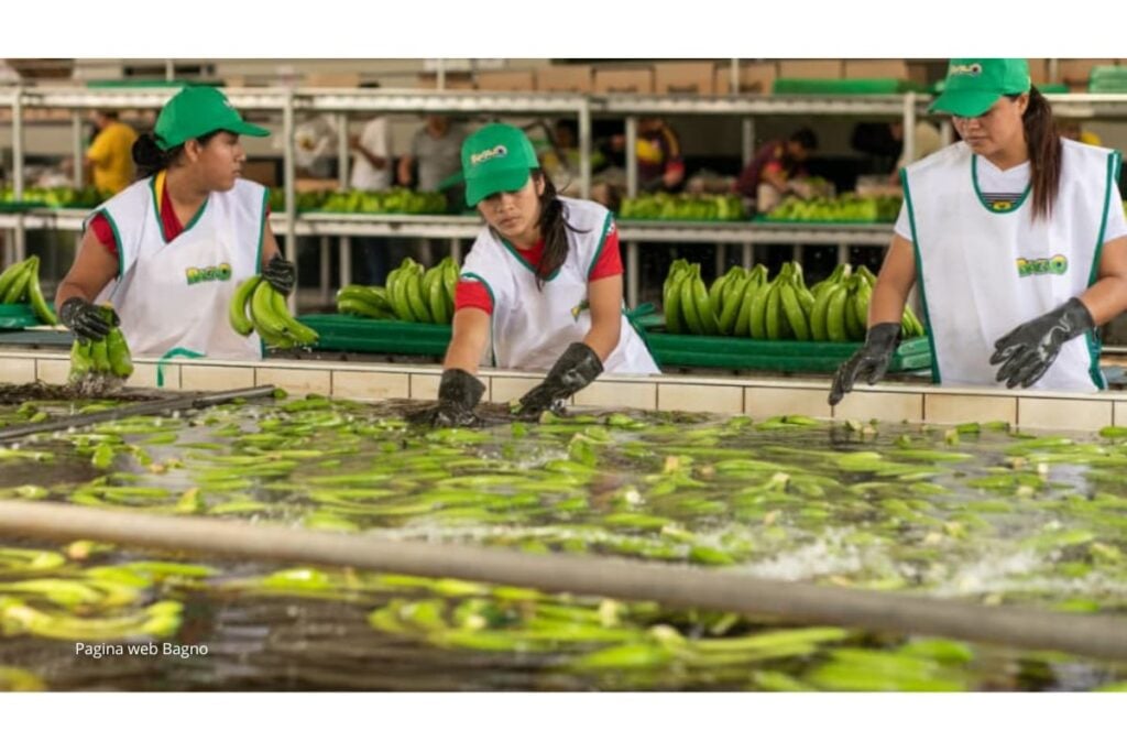 ¿Quién es?: Gabriel Massuh, el empresario que lidera la industria frutícola en Chile 2 Gabriel Massuh industria