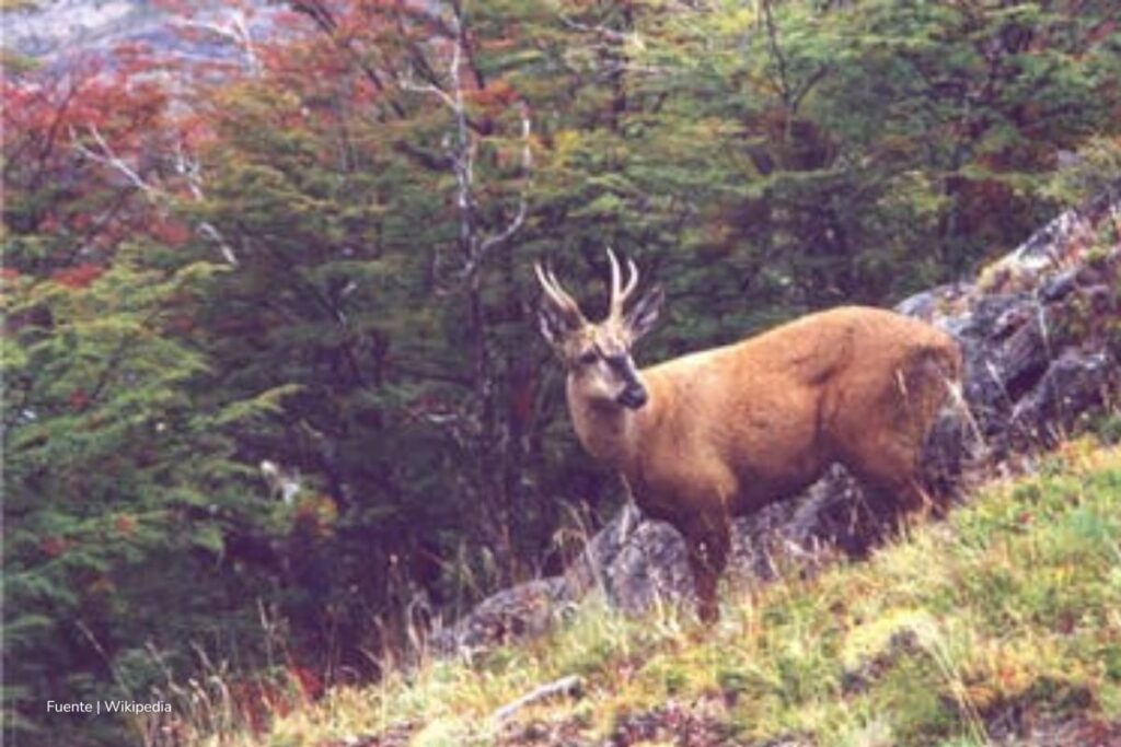 especie en peligro de extinción, huemul, presencia de ejemplares de huemul en Cabo Froward, Más Colombia