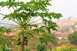 Agro colombiano