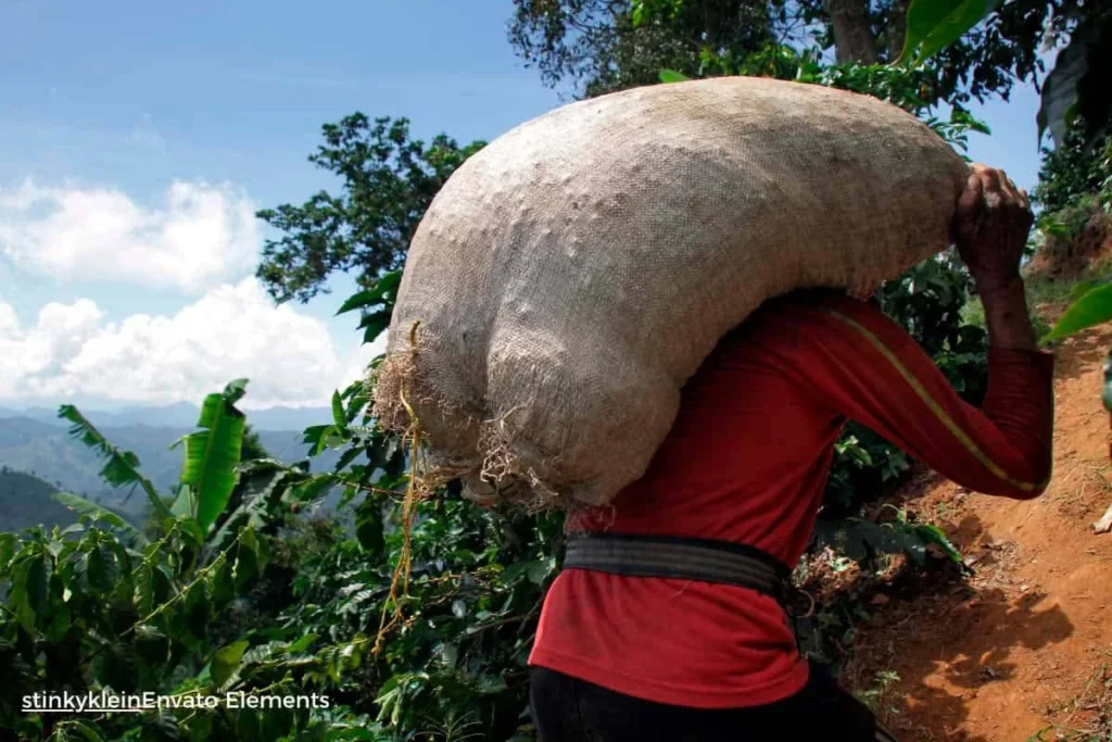 Caficultor colombiano carga un bulto sobre la espalda en zona rural, afectado por los nuevos aranceles de Trump.