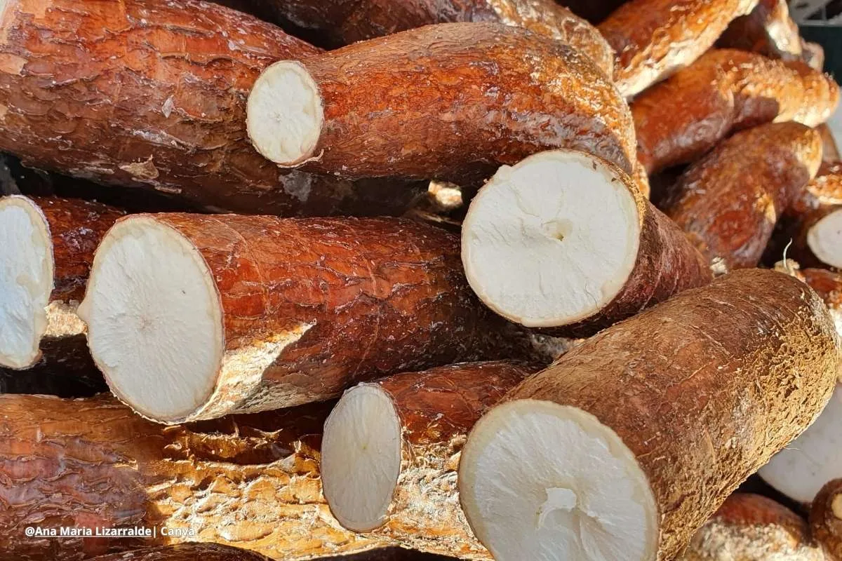 Cosecha de yuca Colombia