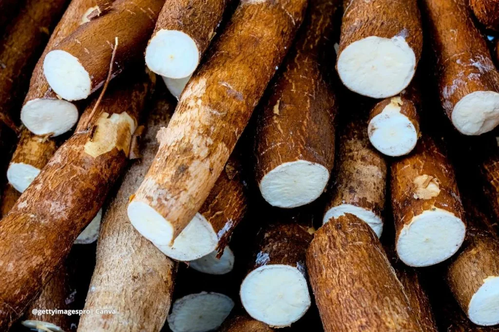 Tiempo de siembra yuca